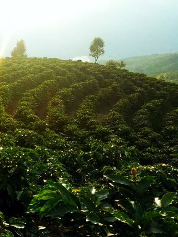 Sourcing the best coffee
